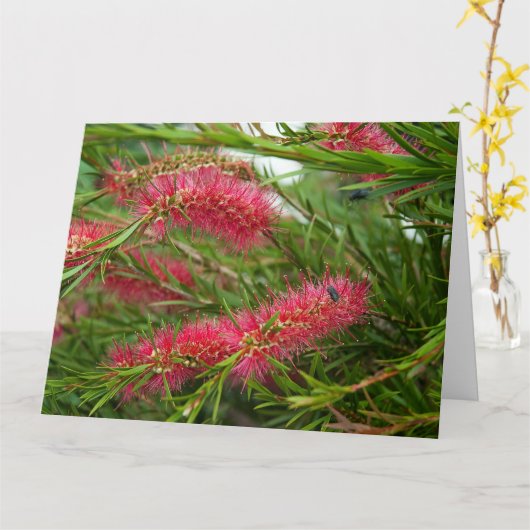 Callistemon Kaart (Gele Bloem)