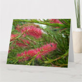 Callistemon Kaart (Voorkant)