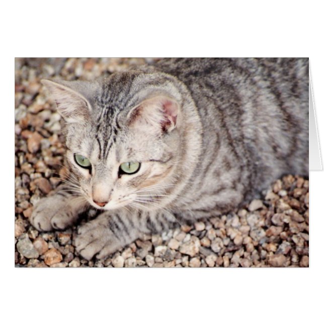 Callisto, zilveren tabby-redding (Voorkant Horizontaal)