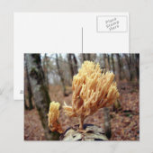 Calocera viscosa Briefkaart (Voorkant / Achterkant)