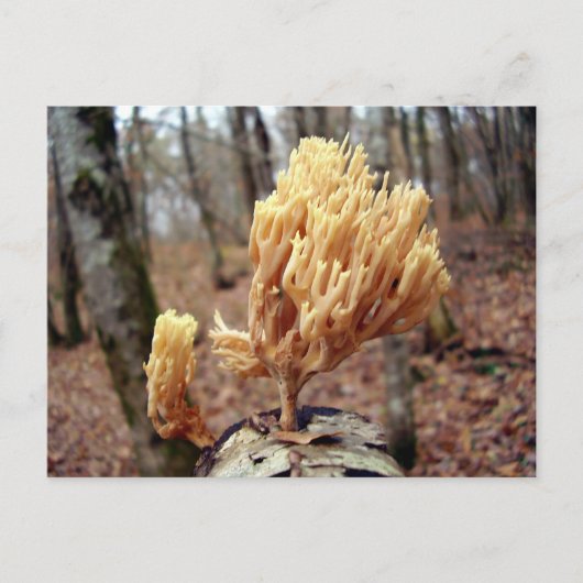 Calocera viscosa Briefkaart (Voorkant)