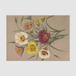 Calochorti Spec. Div. van Arentina Arendsen Tissuepapier