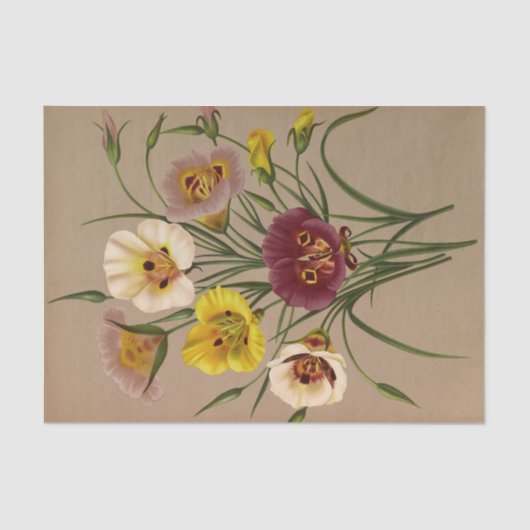 Calochorti Spec. Div. van Arentina Arendsen Tissuepapier (Voorkant)