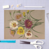 Calochorti Spec. Div. van Arentina Arendsen Tissuepapier (Craft)