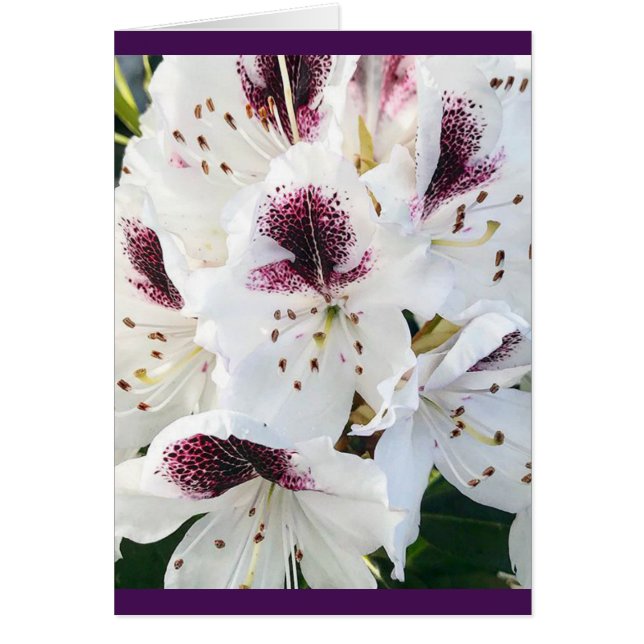 Calsap Rhododendrons (Voorkant)