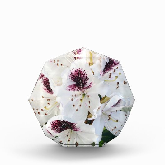 Calsap Rhododendrons Fotoblokken (Voorkant)