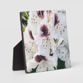 Calsap Rhododendrons Fotoplaat (Voorkant)