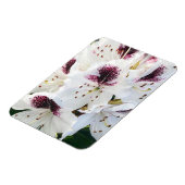 Calsap Rhododendrons Magneet (Linkerzijde)