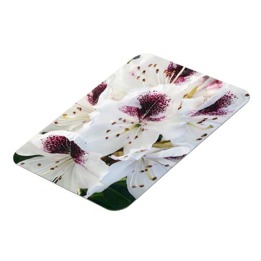 Calsap Rhododendrons Magneet (Linkerzijde)