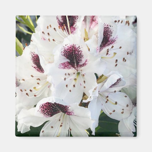 Calsap Rhododendrons Magneet (Voorkant)
