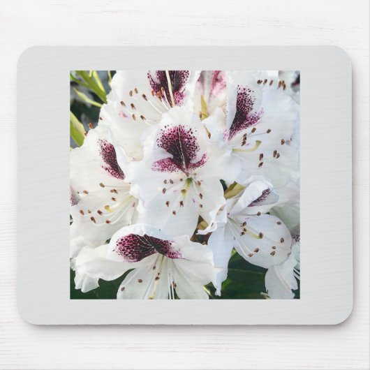 Calsap Rhododendrons Muismat (Voorkant)