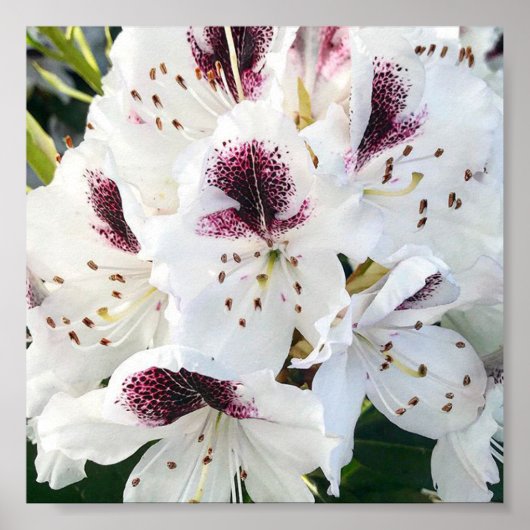Calsap Rhododendrons Poster (Voorkant)