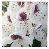 Calsap Rhododendrons Tegeltje (Voorkant)