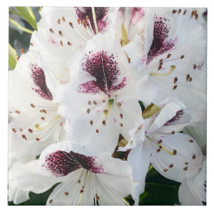 Calsap Rhododendrons Tegeltje