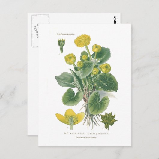 Caltha palustris (Marsh marigold) Briefkaart (Voorkant / Achterkant)