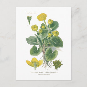 Caltha palustris (Marsh marigold) Briefkaart