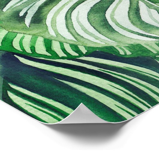 Calthea Orbifolia Poster (Hoek)