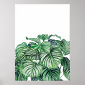 Calthea Orbifolia Poster (Voorkant)