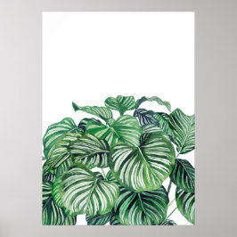 Calthea Orbifolia Poster