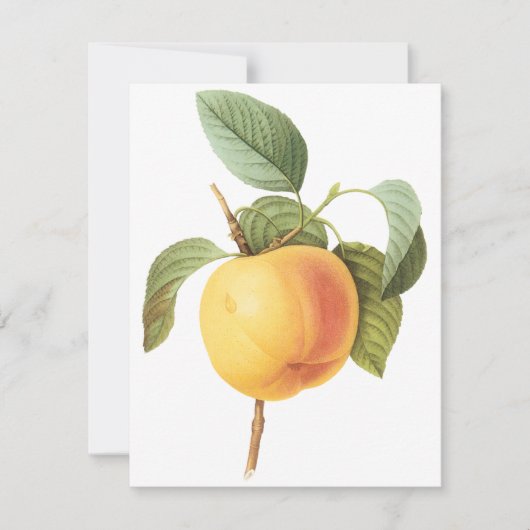 Calville Apple van Pierre Redoute Uitnodiging (Voorkant)