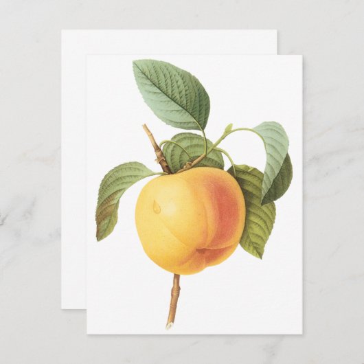 Calville Apple van Pierre Redoute Uitnodiging (Voorkant / Achterkant)