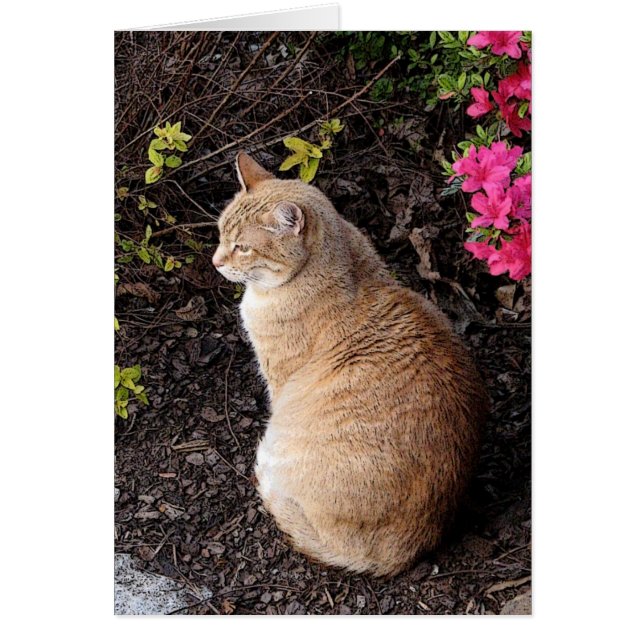Calvin in de tuin (Voorkant)