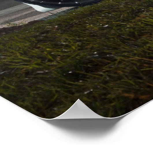 Calvin is 370z poster (Hoek)