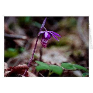 Calypso Orchid