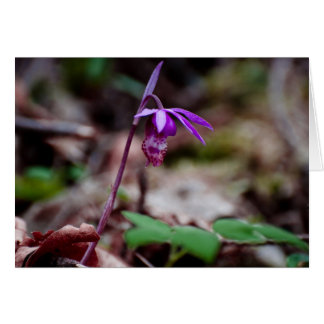Calypso Orchid