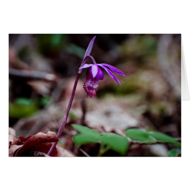 Calypso Orchid (Voorkant Horizontaal)