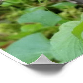 Calypso Orchid Poster (Hoek)