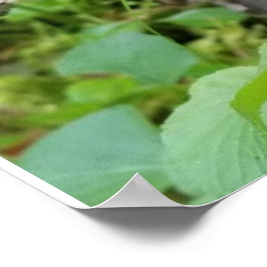 Calypso Orchid Poster (Hoek)