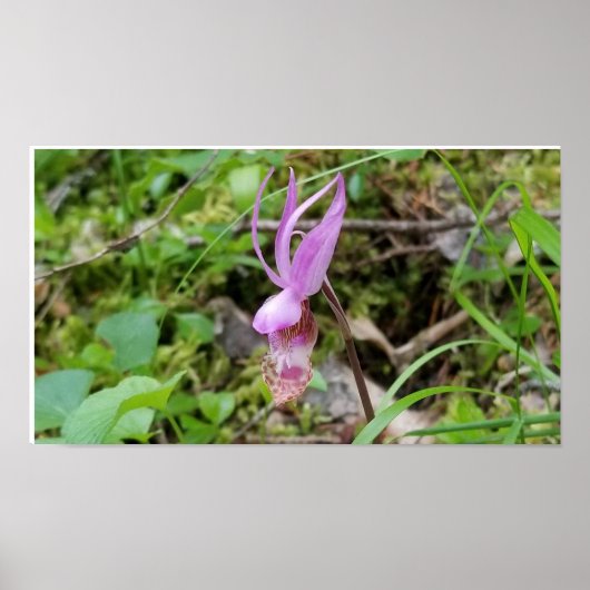 Calypso Orchid Poster (Voorkant)