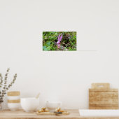 Calypso Orchid Poster (Keuken)