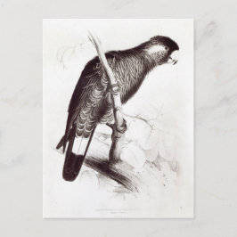 Calyptorhynchus Baudinii of de Cockatau van Baudin Briefkaart
