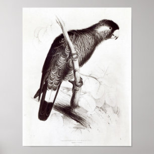 Calyptorhynchus Baudinii of de Cockatau van Baudin Poster