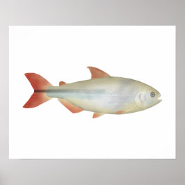 Camapuã Poster