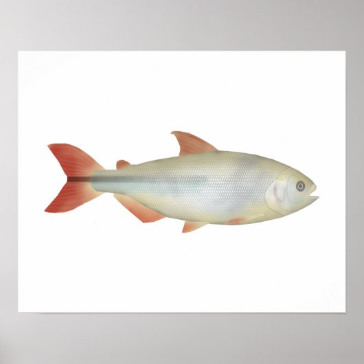 Camapuã Poster (Voorkant)