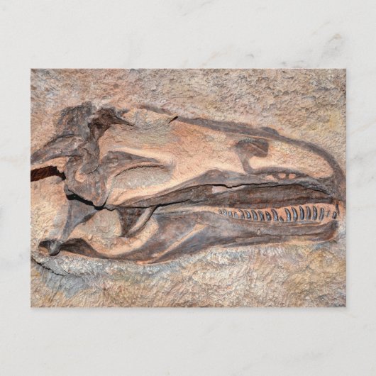Camarasaurus Skull - Dinosaur National Monument Briefkaart (Voorkant)