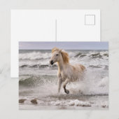 Camargue Horse die geen Surf meer heeft Briefkaart (Voorkant / Achterkant)