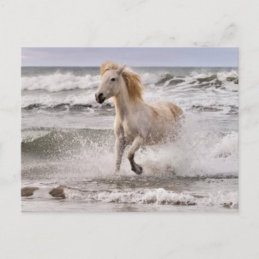 Camargue Horse die geen Surf meer heeft Briefkaart (Voorkant)