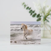 Camargue Horse die geen Surf meer heeft Briefkaart (Staand voorkant)