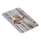 Camargue Horse die geen Surf meer heeft Magneet (Rechterzijde)