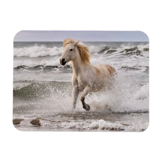 Camargue Horse die geen Surf meer heeft Magneet (Horizontaal)