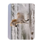 Camargue Horse die geen Surf meer heeft Magneet (Verticaal)