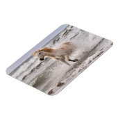 Camargue Horse die geen Surf meer heeft Magneet (Linkerzijde)