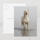 Camargue Horse die in water rondloopt Briefkaart (Voorkant / Achterkant)
