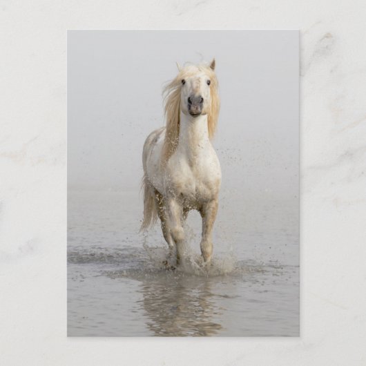 Camargue Horse die in water rondloopt Briefkaart (Voorkant)