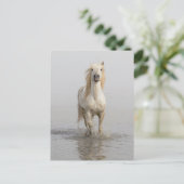 Camargue Horse die in water rondloopt Briefkaart (Staand voorkant)