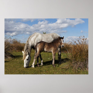 Camargue Horse Foal met moeder Poster